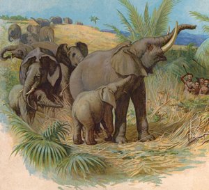 Éléphants