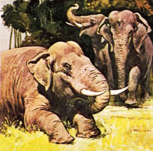 Éléphants agenouillés - English School