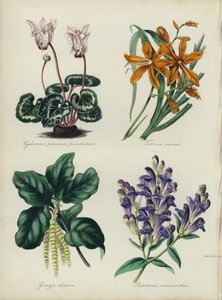Jardin de fleurs anglais : Cyclamen persicum punctatum, Tritonia aurea, Garrya elliptica, Scutellaria macrantha - English School