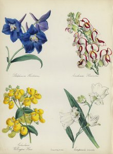 Jardin de fleurs anglais : Delphinium Hendersonu, Antirrhinum Hendersonu, Calceolaria Wellinton Hoero, Campanula coronata