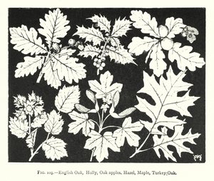 Chêne anglais, houx, galles de chêne, noisetier, érable, chêne de Turquie - English School