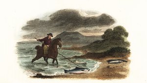 Pêcheur anglais Graham chassant le saumon dans les bas-fonds monté à cheval avec une lance à trois pointes de 5 mètres