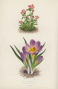 Erythraea Aggregata; Crocus Sieberi - English School