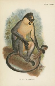 Le Langur d