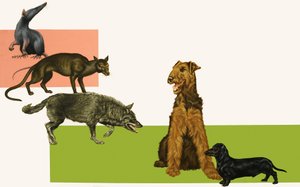 Évolution du chien - English School