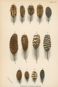 Plumes de tétras écossais