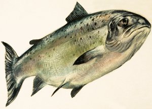 Saumon femelle
