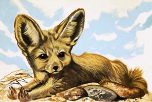 Fennec - English School