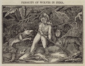 Férocité des loups en Inde - English School