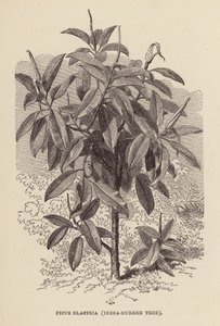 Ficus Elastica, arbre à caoutchouc (gravure)