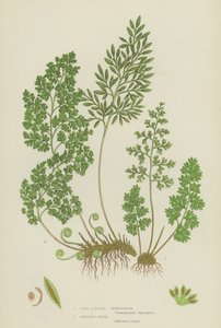 Gymnogramme à feuilles fines, fougère persil (lithographie en couleur)