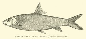 Poisson du lac de Galilée, Capoeta Damascina - English School