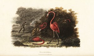 Flamants roses regardant avec étonnement leurs compagnons se faire abattre par un chasseur - English School