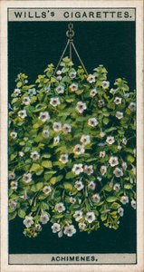 Culture de fleurs en pots : Achimènes (chromolitho) - English School