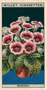 Culture de fleurs en pots : Gloxinia (chromolitho) - English School