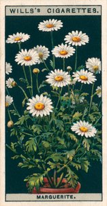 Culture de fleurs en pots : Marguerite (chromolitho) - English School
