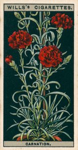 Culture de fleurs en pots : Œillet à fleurs perpétuelles (chromolitho) - English School