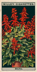 Culture de fleurs en pots : Salvia (chromolitho) - English School