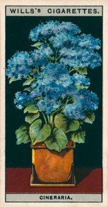 Culture de fleurs en pots : Cinéraire étoilé (chromolitho) - English School