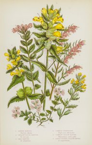 Plantes à fleurs de Grande-Bretagne : Bartsie alpine, Bartsie visqueuse jaune, Bartsie rouge, Euphrasie commune, Rhinanthe jaune commun, Grand rhinanthe buissonnant jaune