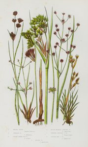 Plantes à fleurs de Grande-Bretagne : Jonc de la Baltique, Jonc filiforme, Jonc maritime aigu, Jonc articulé à tête noire, Jonc articulé à fruits brillants, Jonc des marais, Jonc des landes