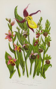 Plantes à fleurs de Grande-Bretagne : Ophrys abeille, Ophrys araignée tardive, Ophrys araignée, Ophrys mouche, Sabot de Vénus commun - English School