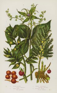 Plantes à fleurs de Grande-Bretagne : Bryone noire, Parisette, Asperge commune, Petit houx - English School