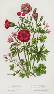 Plantes à fleurs de Grande-Bretagne : Géranium sanguin, Géranium des bois, Herbe à Robert, Géranium luisant, Géranium à feuilles rondes, Géranium à feuilles découpées