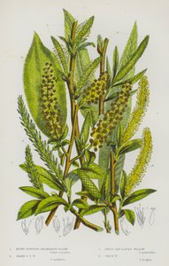 Plantes à fleurs de Grande-Bretagne : Saule à stipules obtuses, Saule à stipules aiguës, Saule à feuilles de laurier, Saule fragile