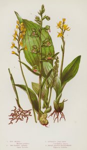 Plantes à fleurs de Grande-Bretagne : Orchis des marais, Liparis à deux feuilles, Racine de corail sans éperon, Helleborine à larges feuilles - English School