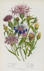 Plantes à fleurs de Grande-Bretagne : Centaurée à rayons bruns, Centaurée discoïde noire, Grande centaurée, Bleuet, Centaurée étoilée de Jersey, Centaurée étoilée commune, Centaurée étoilée jaune - English School