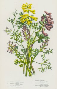 Plantes à fleurs de Grande-Bretagne : Corydale grimpante, Fumeterre bulbeuse, Fumeterre jaune, Fumeterre rampante, Fumeterre commune, Fumeterre à petites fleurs - English School