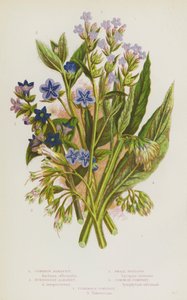 Plantes à fleurs de Grande-Bretagne : Buglosse commune, Buglosse toujours verte, Petite buglosse, Consoude commune, Consoude tubéreuse (lithographie en couleur) - English School