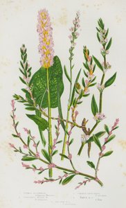 Plantes à fleurs de Grande-Bretagne : Sarrasin commun, Sarrasin vivipare alpin, Renouée commune, Renouée des rives, Renouée maritime - English School