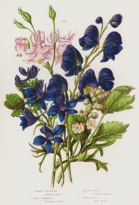 Plantes à fleurs de Grande-Bretagne : Ancolie commune, Pied-d