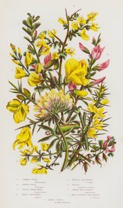 Plantes à fleurs de Grande-Bretagne : Ajonc commun, Ajonc nain, Genêt des teinturiers, Genêt velu, Genêt à aiguilles, Genêt à balais, Arrête-bœuf commun, Petit arrête-bœuf étalé, Anthyllide vulnéraire
