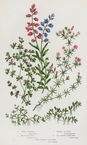 Plantes à fleurs de Grande-Bretagne : Polygale commune, Linaire maritime lisse, Linaire maritime poudreuse, Callitriche à six étamines, Callitriche à huit étamines - English School