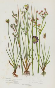 Plantes à fleurs de Grande-Bretagne : Jonc commun, Jonc maritime aigu, Jonc à fleurs aiguës, Jonc alpin en touffes, Jonc des crapauds, Jonc à deux fleurs, Jonc à trois fleurs - English School