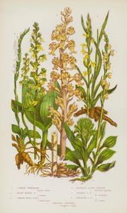 Plantes à fleurs de Grande-Bretagne : Listère à feuilles en cœur, Listère à feuilles larges, Nid d