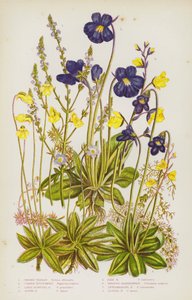 Plantes à fleurs de Grande-Bretagne : Verveine commune, Grassette commune, Grassette à grandes fleurs, Grassette alpine, Grassette pâle, Utriculaire plus grande, Utriculaire intermédiaire, Utriculaire plus petite - English School