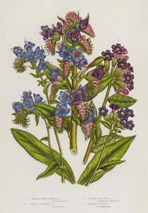 Plantes à fleurs de Grande-Bretagne : Vipérine commune, Vipérine à fleurs pourpres, Pulmonaire commune, Pulmonaire à feuilles étroites