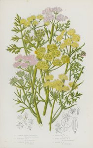 Plantes à fleurs de Grande-Bretagne : Oenanthe aquatique, Oenanthe de Lachenal, Oenanthe safranée, Oenanthe de Peucedanum, Oenanthe fluviatile, Oenanthe à feuilles fines