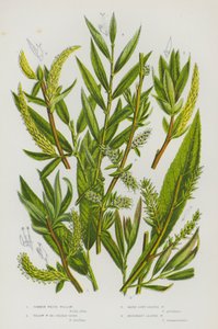 Plantes à fleurs de Grande-Bretagne : Saule blanc commun, Saule jaune ou osier doré, Saule à longues feuilles sombres, Saule à feuilles de romarin