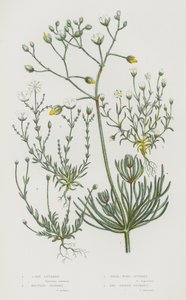 Plantes à fleurs de Grande-Bretagne : Spergule des champs, Spergule noueuse, Spergule perle, Spergule en alêne - English School