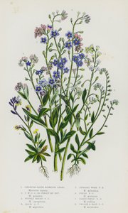 Plantes à fleurs de Grande-Bretagne : Myosotis des marais rampant, Myosotis des marais rampant ou Ne m