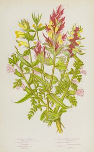 Plantes à fleurs de Grande-Bretagne : Mélampyre à crête, Mélampyre pourpre, Mélampyre jaune commun, Mélampyre jaune à petites fleurs, Pédiculaire des marais, Pédiculaire des prés - English School