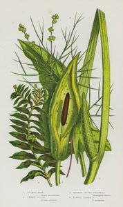 Plantes à fleurs de Grande-Bretagne : Gouet, Acore odorant, Potamot à feuilles opposées, Potamot à feuilles de fenouil - English School