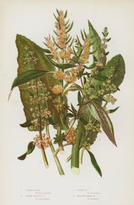 Plantes à fleurs de Grande-Bretagne : Patience à feuilles larges, Patience dorée, Patience jaune des marais - English School