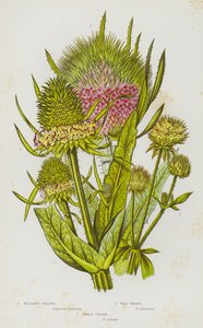 Plantes à fleurs de Grande-Bretagne : Cardère des foulons, Cardère sauvage, Petite cardère - English School