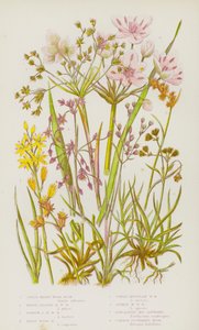 Plantes à fleurs de Grande-Bretagne : Luzule à grandes fleurs, Luzule à feuilles larges, Luzule à feuilles étroites, Luzule des champs, Luzule des montagnes courbée, Luzule des montagnes en épis, Asphodèle des marais du Lancashire, Jonc fleuri commun